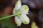 Kidneyleaf grass of Parnassus